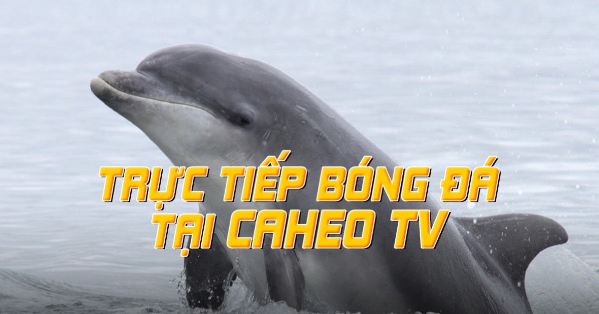 Caheo TV trực tiếp bóng đá, BLV Cá Nóc/Cá Chuối