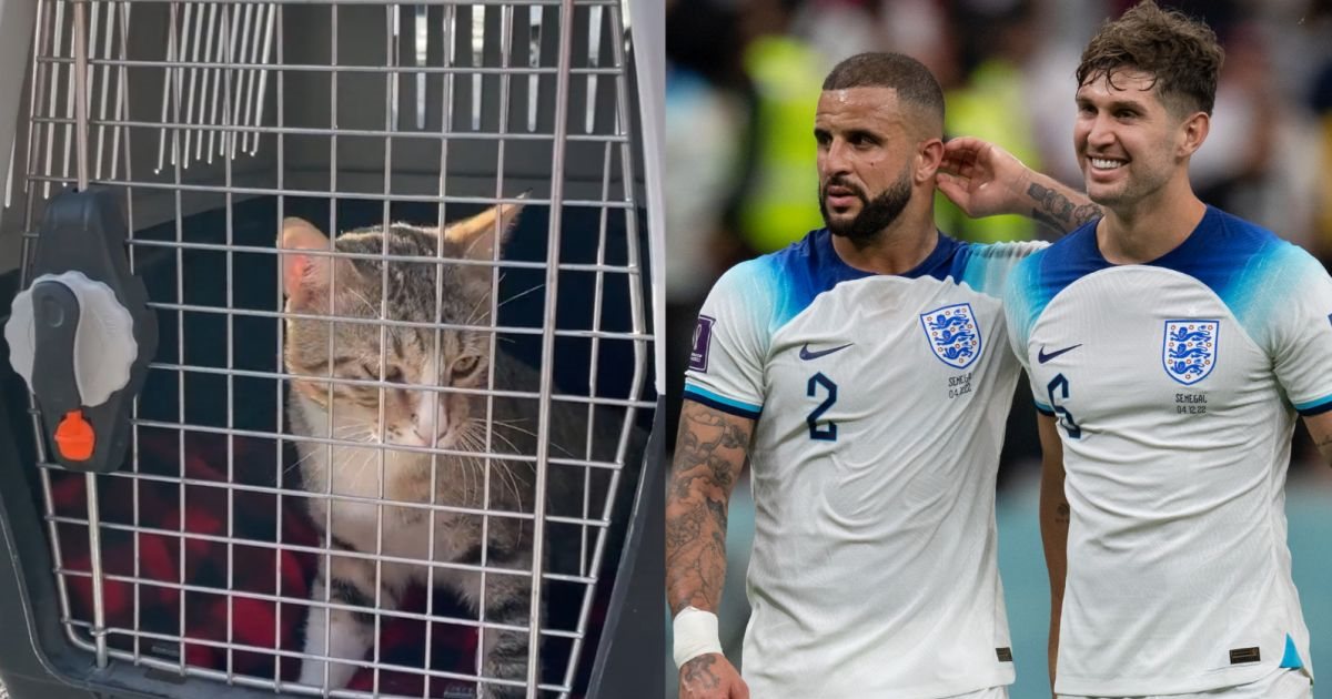 2 sao đội tuyển Anh nhận nuôi mèo hoang, đưa về từ Qatar sau World Cup 2022